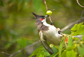 This fruit tastes good
