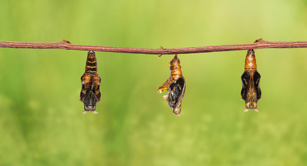 Mature chrysalis of colour segeant butterfly with skin