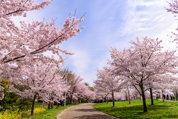 山田池公園　桜並木