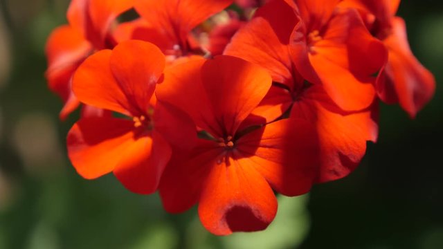 Shallow DOF red Geranium tiny flower blossom in the garden 4K 2160p 30fps UltraHD footage - Cranesbills beautiful plant in natural environment close-up 3840X2160 UHD video