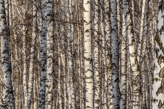 trunks birch forest trees