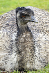 Australia's flightless bird the Emu