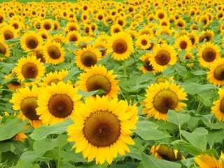 Beautiful Sunflower Field