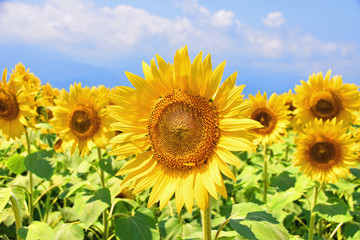 ひまわりと青空  Sunflower and blue sky