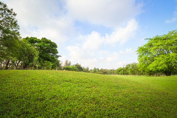 Obraz na płótnie Canvas Green grass on a golf field