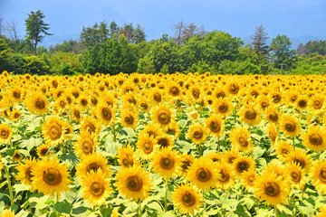 ひまわりの群生  Heavy growth of sunflower