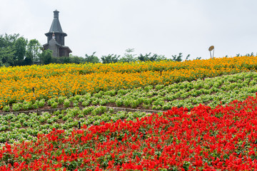 Colorful flower fields and house in East Overseas Chinese Town (OCT East), Shenzhen, China

