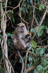 Long-tailed Macaque (Macaca fascicularis) in Borneo, Malaysia