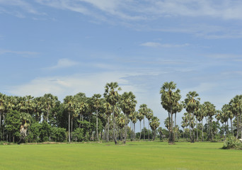 sugar palm in green field