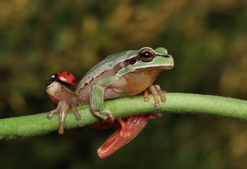 Treefrog