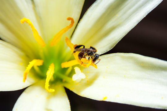 Very Tiny Stingless Bee Collects Pollen From Yellow Flower.