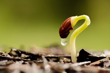 Plant sprout with water rain drop growing over green background