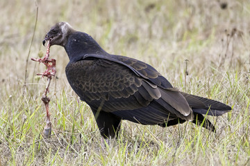Turkey Vulture devouring prey