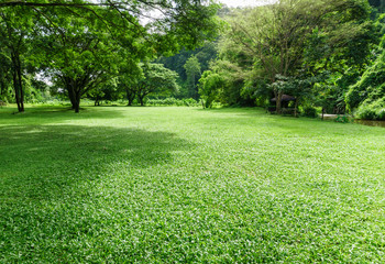 grüne Rasenlandschaft mit Baumschatten im Park