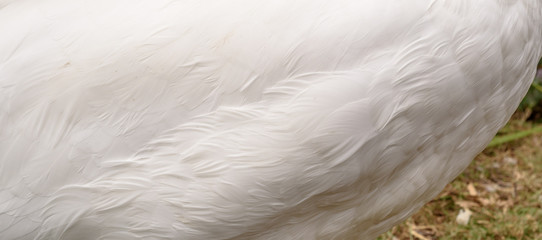 Fototapeta premium White Swan Feathers Background