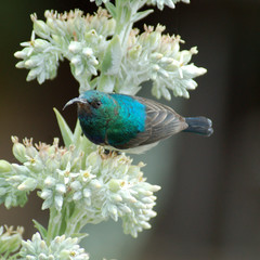 Sunbird