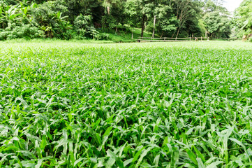 green grass lawn in park