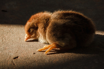 Chick sunbathing on the cement floor. To create a warm