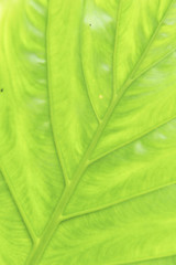 Green leaf texture