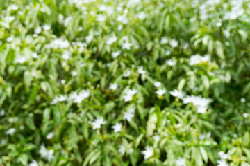 blurry Group of Beautiful White Snowflake Flower or Wrightia ant