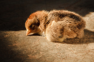 Chick sunbathing on the cement floor. To create a warm