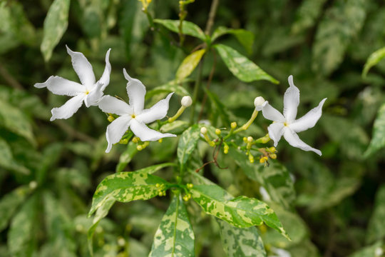 Group of Beautiful White Snowflake Flower or Wrightia antidysent