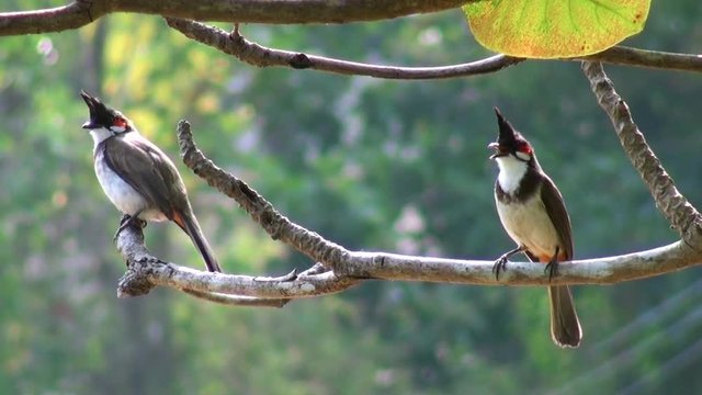 Two birds Red-whiskered Bulbul on branch of the tree