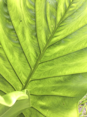 Green leaf texture