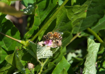ミツバチの花粉採集　接写
