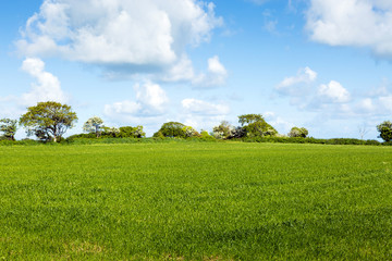 Obraz premium Saturated colors of spring. Beautiful view of the meadow and sky