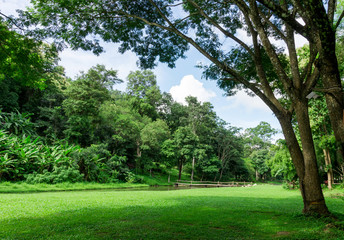Fototapeta na wymiar green lawn landscape with tree shadow in park