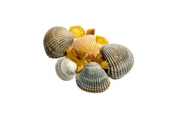 Freigestellte Muscheln und Bernsteine