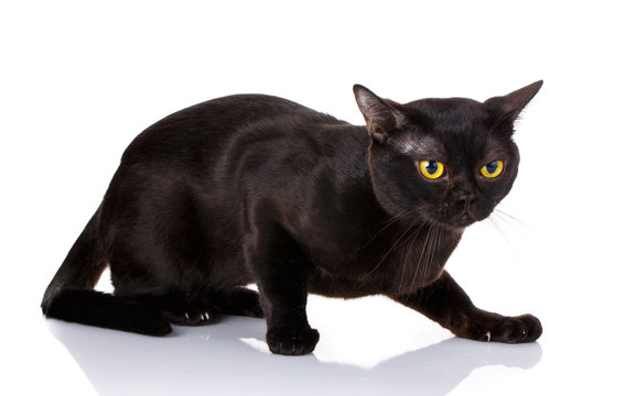 black cat crouched on a white background