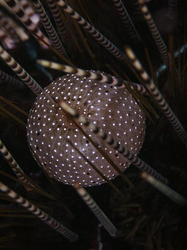 Anal cone of a banded sea urchin (Echinothrix calamaris)