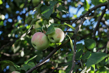 яблочный урожай