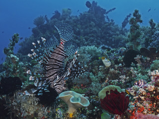 Common Lionfish, Pazifischer Rotfeuerfisch (Pterois volitans)