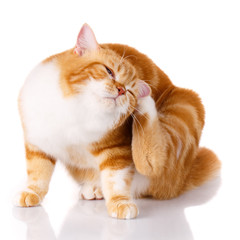 cat scratching his ear with his paw on white background