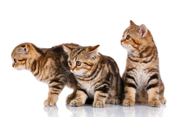 Fototapeta na wymiar Three kittens sitting on a white background