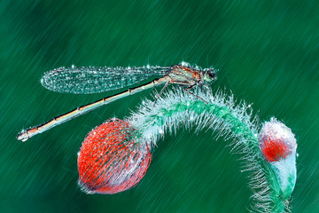 DRAGONFLY © blackdiamond67