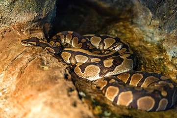 Boa Constrictor