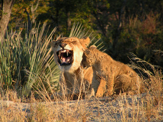 Lioness with Cub © winterbilder