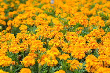 Golden chrysanthemums flower field in East Overseas Chinese Town (OCT East), Shenzhen, China

