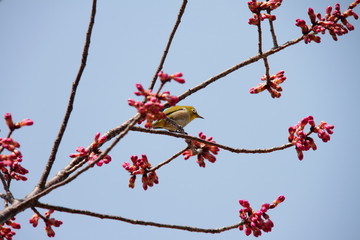 メジロと十月桜02