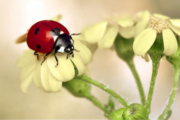 Ladybug