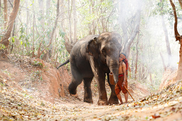 Relationship a man, mahout  Of elephant. Parenting with Love