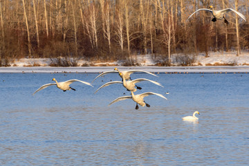 swans lake fly birds