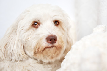 Beautiful havanese lady portrait shot
