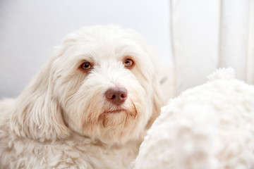 Beautiful havanese lady portrait shot