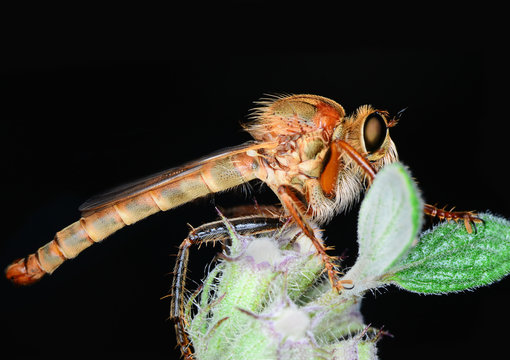 roberfly