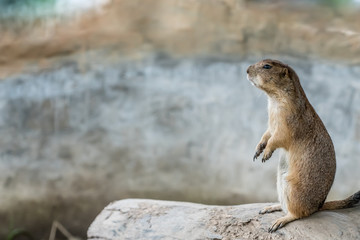 Prairie dog